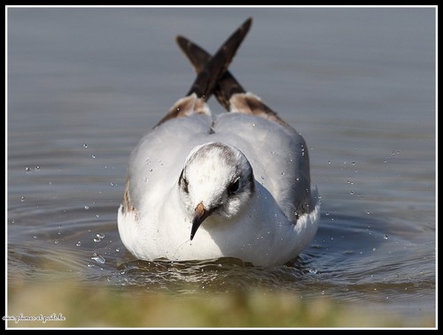 Mouette rieuse